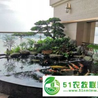 杭州**錦鯉出售