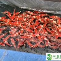 廣州華鯉錦鯉漁場(chǎng)**批發(fā)血統(tǒng)日本錦鯉紅白25-30cm