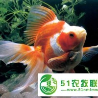 沈陽(yáng)觀賞魚(yú)喂養(yǎng),大連觀賞魚(yú)喂養(yǎng)有賣,天源漁業(yè)