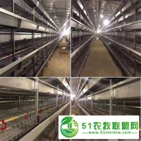 層疊框架蛋雞籠熱鍍鋅雞籠皮帶清糞一體設(shè)計(jì)歡迎來電質(zhì)詢