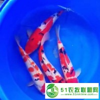 蕭山錦鯉 錦鯉批發(fā) 錦鯉養(yǎng)殖基地 錦鯉活體 觀賞魚活體