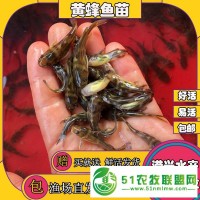 淮北黃顙魚苗水花價格實惠池州黃辣丁魚苗 健康鮮活 **