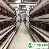 自動化養(yǎng)雞