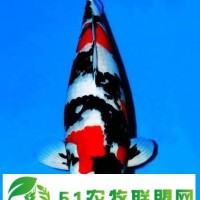 蘇州市日本錦鯉養(yǎng)殖場