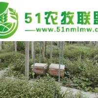 蜜蜂養(yǎng)殖技術(shù)，怎么給蜜蜂喂水