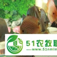 七彩神仙 熱帶魚(yú)活體觀賞魚(yú) 阿蓮卡紅妃豹點(diǎn)黃金天子藍(lán) 漁場(chǎng)**