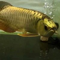 涿州市亞克力魚缸訂制價格