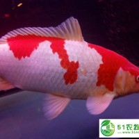 濟(jì)南**錦鯉銷售 七八十厘米大錦鯉