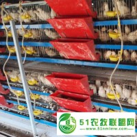 鵪鶉料線自動(dòng)化養(yǎng)雞料線 商品雞料線 養(yǎng)雞設(shè)備