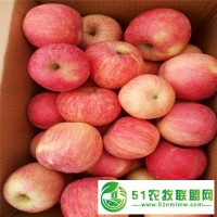 供應(yīng)80山東冷庫蘋果新價(jià)格山東冷庫蘋果批發(fā)價(jià)格