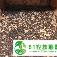 供甘肅黃粉蟲養(yǎng)殖