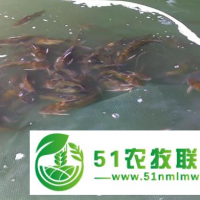 漁添下10號水產(chǎn)養(yǎng)殖