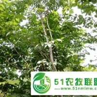供應(yīng)垂枝丁香接穗，常青白蠟接穗，英國紅花山楂接穗