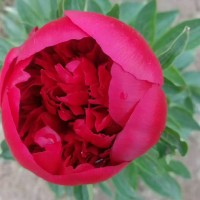 **觀賞芍藥、芍藥育苗、芍藥批發(fā)價格