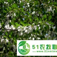 滄州市小葉楊種植價(jià)格