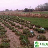 江蘇句容草坪**/天堂419草坪/黑麥草草坪/馬尼拉草坪/歡迎大家來選購?。? onmouseover=