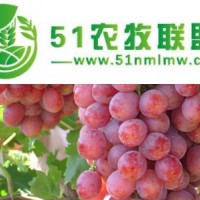 葡萄樹苗 巨峰葡萄苗價(jià)格 山西絳縣葡萄苗基地