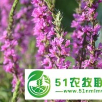 保定千屈菜種植技術(shù)