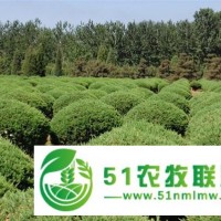檜柏球小苗種植基地,擺楞樹種類大全,旺源苗木