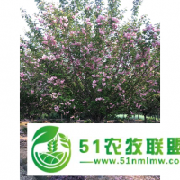 香泡米徑21-25公分 創(chuàng)造輝煌 成都卉美園林工程供應(yīng)