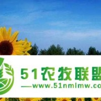 觀賞向日葵種子價格多少