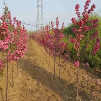 大連苗圃大連苗木大連綠化苗 大連黃楊