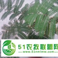 合歡苗