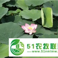 保定荷花苗基地-荷花苗價(jià)格-荷花苗廠家-萬荷環(huán)保
