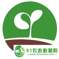 長春花-勇士種子 抗病性*好 進(jìn)口品種 阿陌園藝 福建廈門