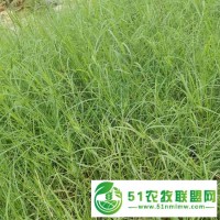 貴州貴陽狗牙根種子護(hù)坡固土草籽耐踐踏草坪百慕大草種批發(fā)