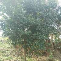 湖北紅東園林供應(yīng)湖北香櫞、骨架移栽香泡香櫞柚子樹
