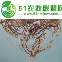 龍搏十號(hào)批發(fā)