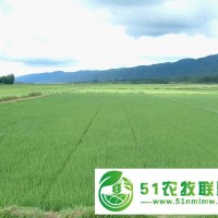 出租轉(zhuǎn)讓耕地，水田，草原