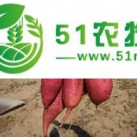 蘭州紅薯苗供應(yīng) 秦薯4號紅薯苗*原種