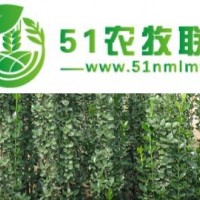 青州市向陽(yáng)花卉苗木合作社*供應(yīng)北海道黃楊