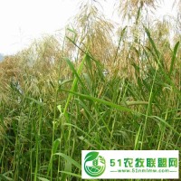 大量供應(yīng)蒲草，蘆葦苗，荷花苗，香蒲苗