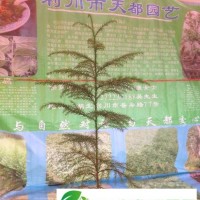 湖北柳杉苗/柳杉樹/利川信都基地**/物美**，適合造林、人造森林公園、森林城市