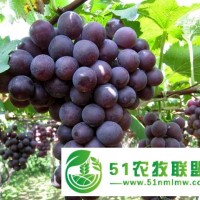 供應(yīng)吉林出售葡萄苗，黑龍江貝達(dá)苗，內(nèi)蒙沙果樹苗
