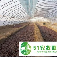紫薯苗的種植方法