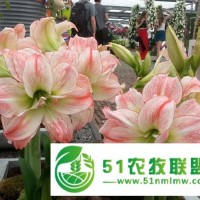 北京供應(yīng)荷蘭進(jìn)口朱*紅種球 圃朗特朱*紅 重瓣 進(jìn)口 大種球 粉色/白邊