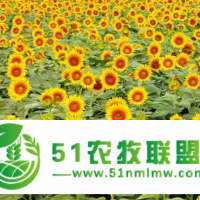 向日葵種子價格和品種