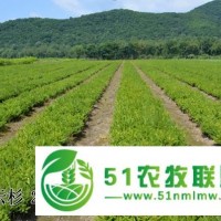 吉林紅皮云杉