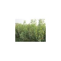 河北櫻桃苗、石家莊櫻桃苗、贊皇櫻桃苗、鮑家灘櫻桃苗、滿山紅苗木批發(fā)