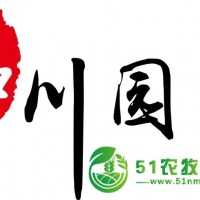 成都一串紅基地 批發(fā)一串紅 一串紅價(jià)格 **草花 成都苗木