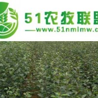 供應蘋果苗 山東蘋果苗 泰安蘋果苗 紅富士蘋果苗