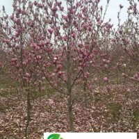 安徽合肥主產(chǎn)苗木紅花玉蘭，肥西紫玉蘭地徑2-12公分價(jià)格圖片