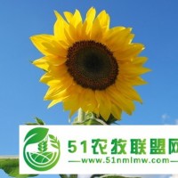 *供應(yīng)向日葵種子、葵花種子