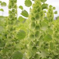 供應(yīng)LVXIN牌貝殼花花種