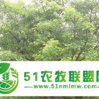 花梨木 紅豆樹 鄂西紅豆 藍(lán)花楹 樂昌含笑 辛夷紫玉蘭種子