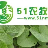 應(yīng)供應(yīng)山野菜馬蹄葉種子
